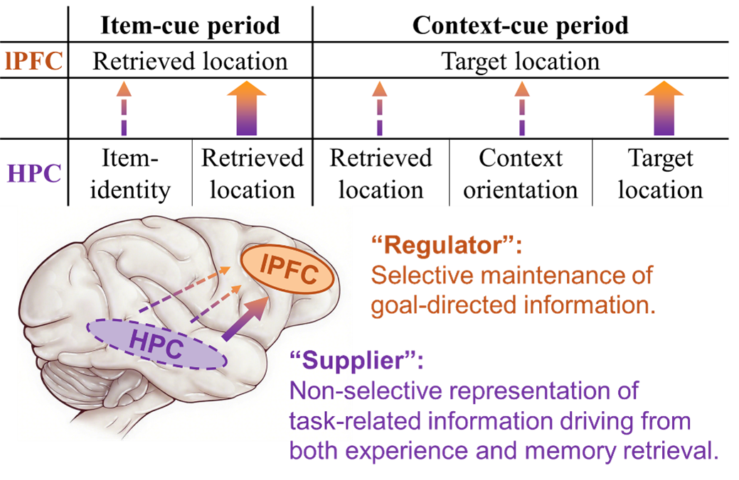 图2 海马与外侧前额叶的功能分工